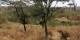 Tanzanie - 2010-09 - 172 - Serengeti - Lionnes